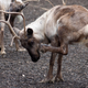 Illustration for article titled Reindeer Yoga Is the Latest Trend in Exercising Near Animals That Dont Give a Shit